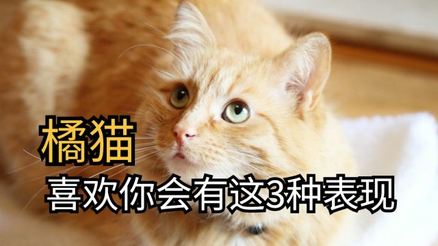 橘猫喜欢你,会有这3种表现