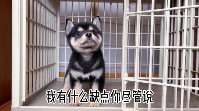 我没有缺点#柴犬 #柴柴日常