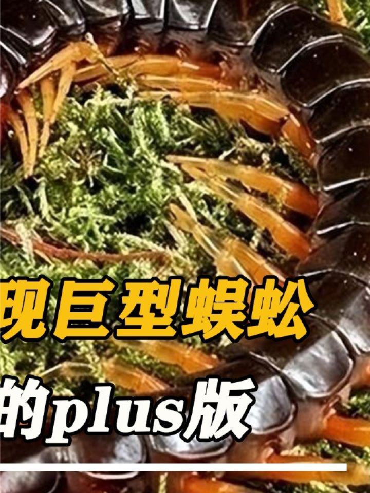 云南雨林的红色巨型蜈蚣,俗称"红龙",站起来竟有1米高!