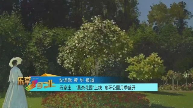 “莫奈花园”上线 石家庄东环公园月季盛开