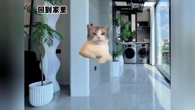 快乐的一天#猫咪#傻猫的日常#小猫咪能有什么坏心眼#表情包