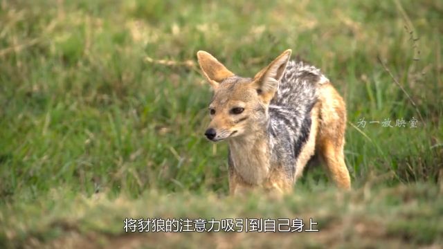 大象随便踩出一个脚印,就创造了一个水世界