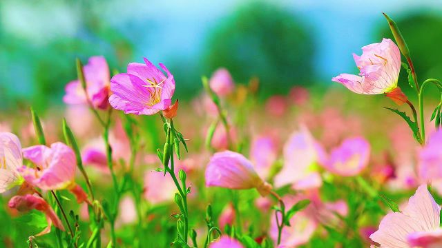 花海听风!原来杭州初夏的天花板在这里