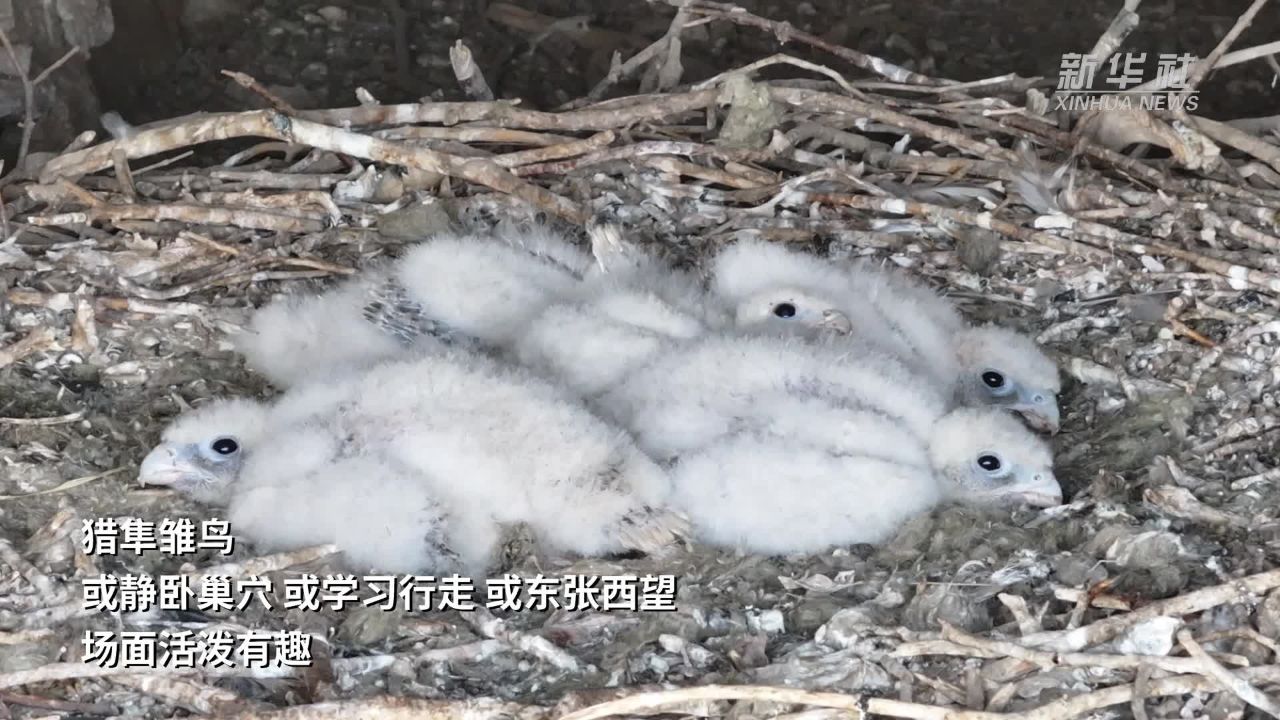 山西大同:猎隼雏鸟萌态十足