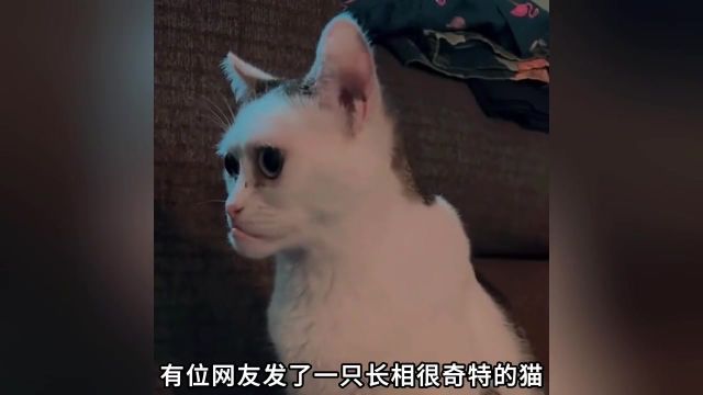 奇形怪状的猫咪 与众不同的外貌惊艳众人#萌宠出道计划 #萌宠 #猫咪的迷惑行为