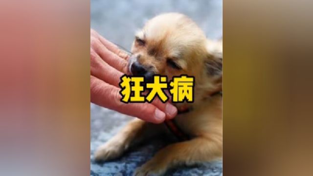 狂犬病为什么这么厉害?有没有救活的?