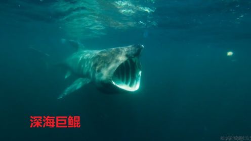 深海巨鲲-姥鲨-