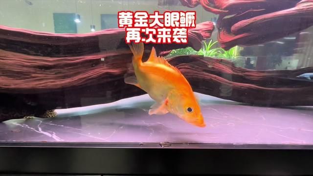 #豆爸先生养鱼日记 #豆鱼路亚 #大眼鳜 #黄金鳜