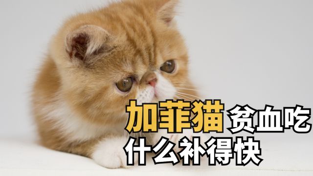 加菲猫贫血吃什么补得快?记住以下5种