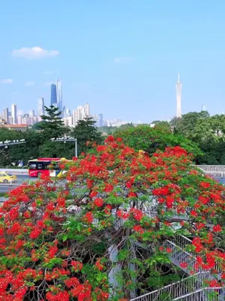 广州绿化花种类图片