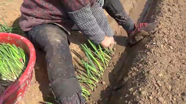 济南市长清区归德街道永平村:田间地头好“葱”景