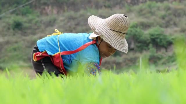 美好生活在云南|文山广南县抢抓农时栽秧忙