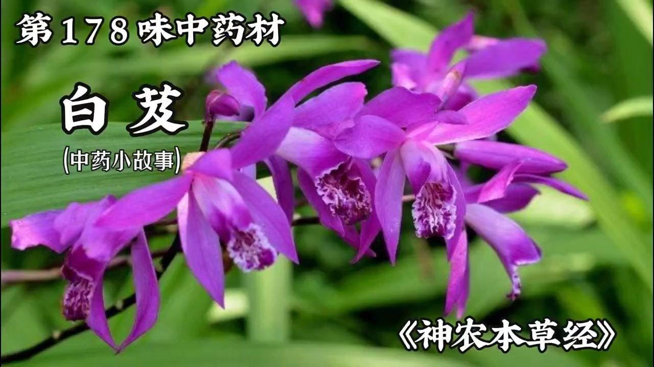 白芨中医世家图片