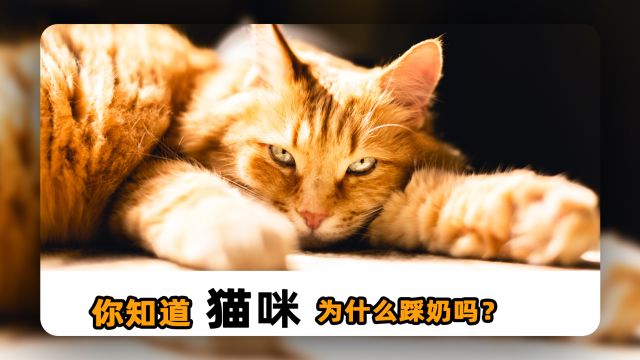 猫咪踩奶,到底有什么含义呢?