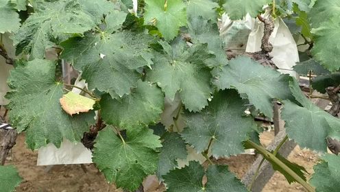 葡萄缺磷有哪些症状呢?