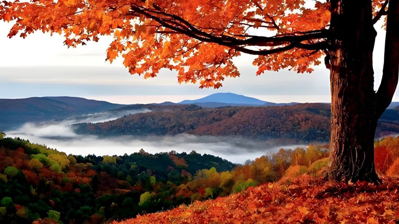 轻音乐《枫林》那火红的枫林依旧 ,可我终不似当年的旧模样