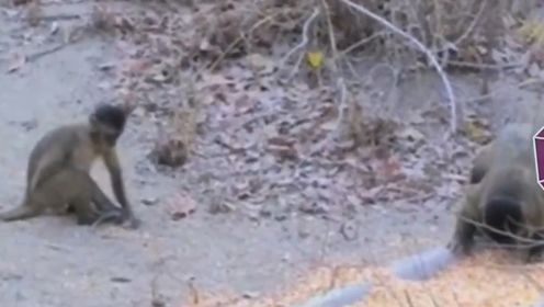 黑纹卷尾猴想同类扔石块，以为是在打架，实际上竟是在求偶