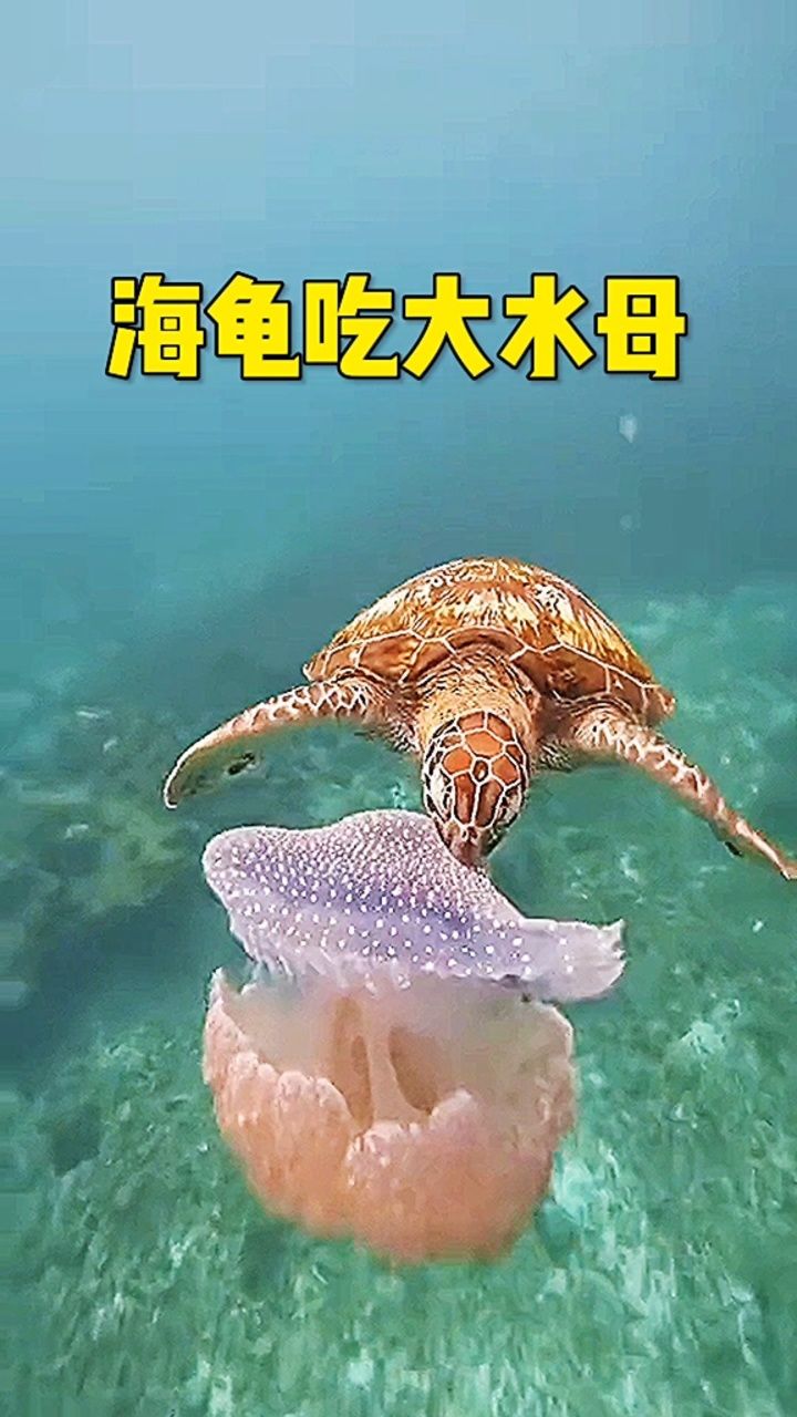 海龟吃大水母