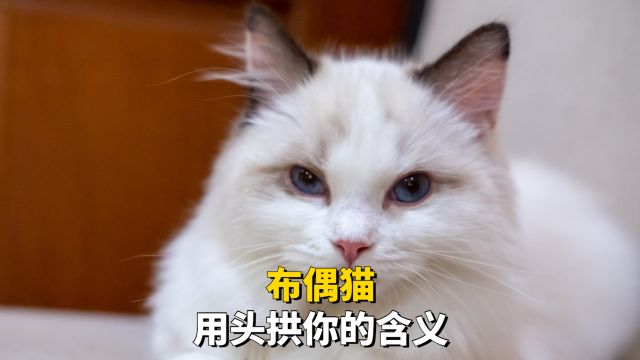 布偶猫用头拱你,都有什么含义?