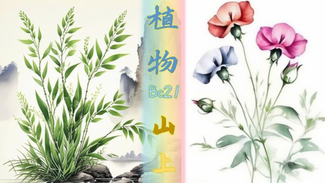 黄芪 沙参,桔梗 知母,赤箭 苍术《纲目》植物山类(上)