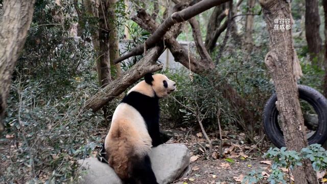 1.26梦梦丰容现场果果多多…拽下竹筒、站在石头上的可爱卷梦