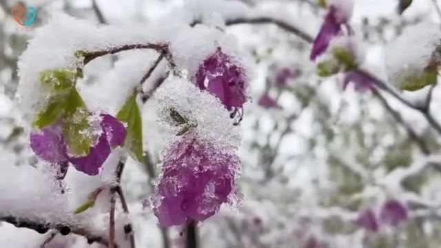 五月飞雪!黑龙江现花雪共存奇观