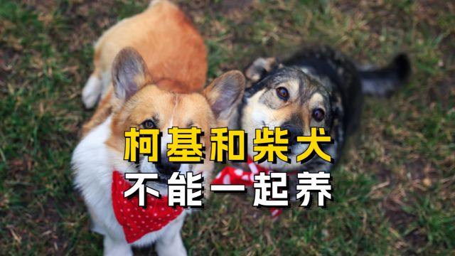 柯基柴犬不能一起养,是为什么?