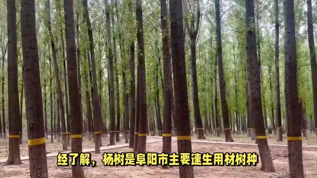 阜阳的毛毛为啥又多了?官方回应!