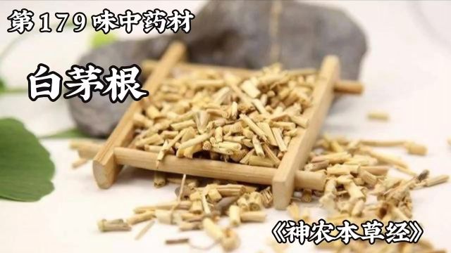 今天介绍第一百七十九味中药材,白茅根#白茅根 #中医 #中草药 #中药材 #倪海厦