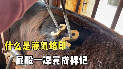 不可思议的液氮烙印,用液氮代替烧烙铁,屁股一凉完成标记