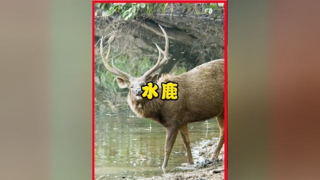 野生“吸血鬼鹿”现身甘肃,体重超600斤,老虎都不敢和它正面硬钢