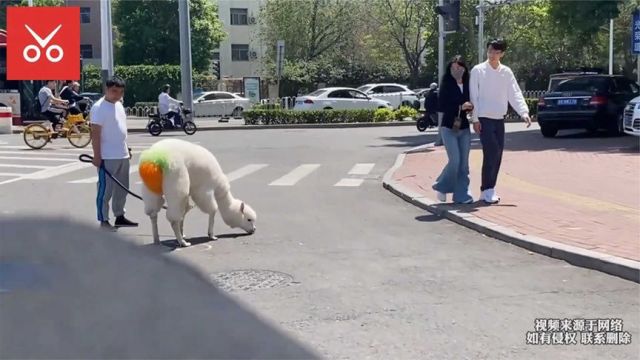 羊驼躺在地上蛄蛹,羊驼:这自行车怎么骑不动