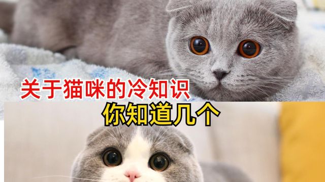 关于猫咪的冷知识,你知道几个?