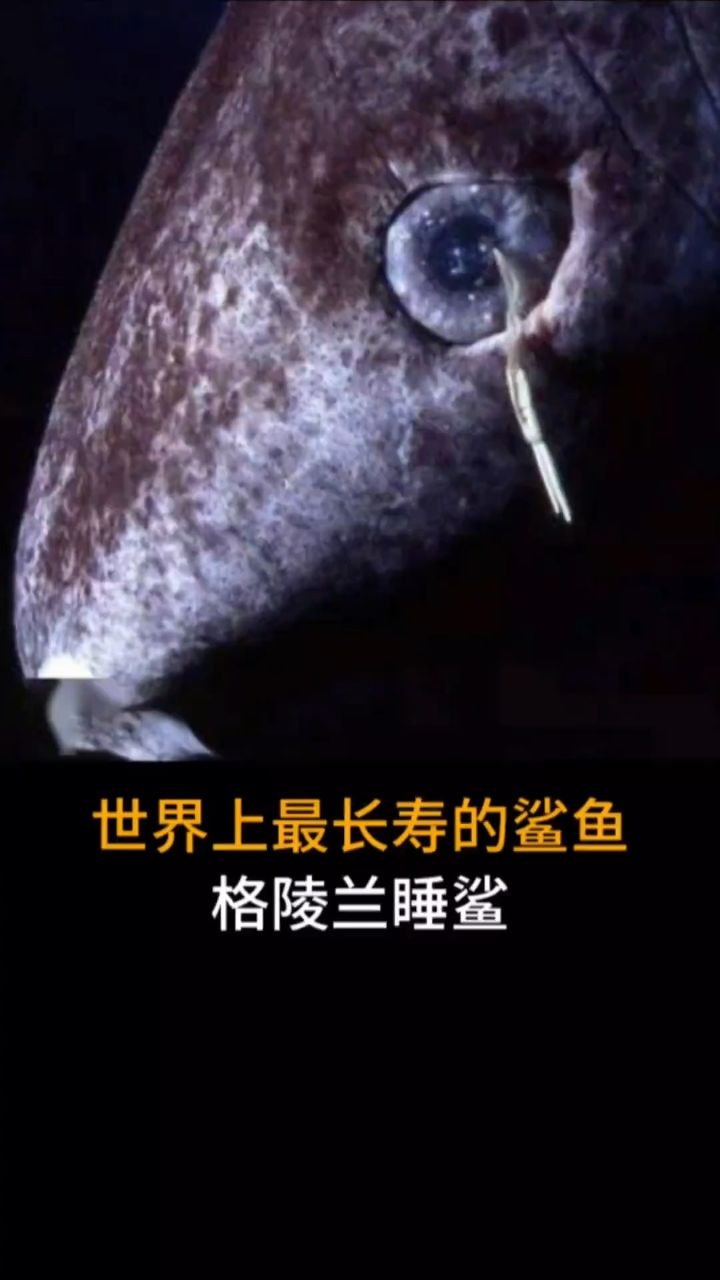 世界上最长寿的鲨鱼,格陵兰睡鲨#海洋生物#科普#鲨鱼#睡鲨#格陵兰睡鲨