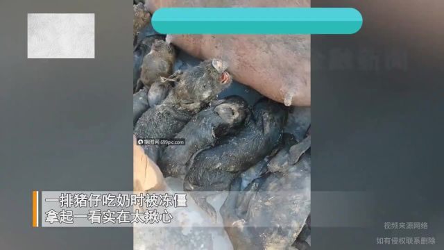 黑猪仔含着乳头吃奶时被冻僵,看到母猪模样更让人揪心:造孽啊!