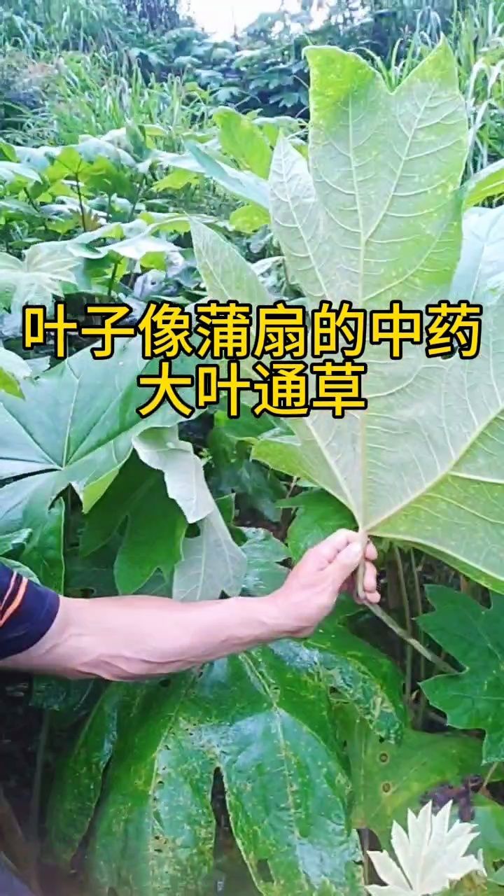 中药材种植新品种大叶木通大叶通草
