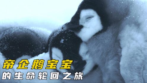 帝企鹅宝宝的传奇生命轮回之旅!