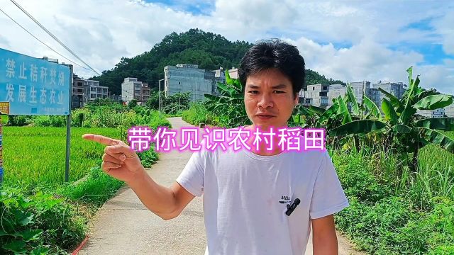 带你见识农村的稻田