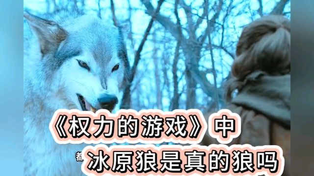 最像狼的犬类!冰原狼是真的狼吗?