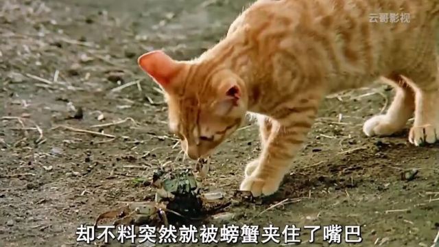 小猫与狗狗的其妙之旅