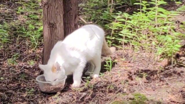 猫友姐姐找大儿子的路上遇见了黄二的妈妈大白,大概也是八岁了.