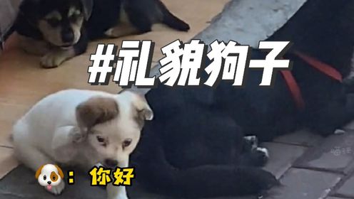 盘点全网最火的10大猫meme原型，快来看看你刷到过哪几个？#搞笑萌宠#搞笑表情#沙雕宠物_高清1080P在线观看平台_腾讯视频