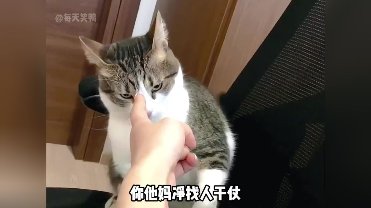 盘点猫咪打架的名场面,猫咪:看淡生死,不服就干!打就完了