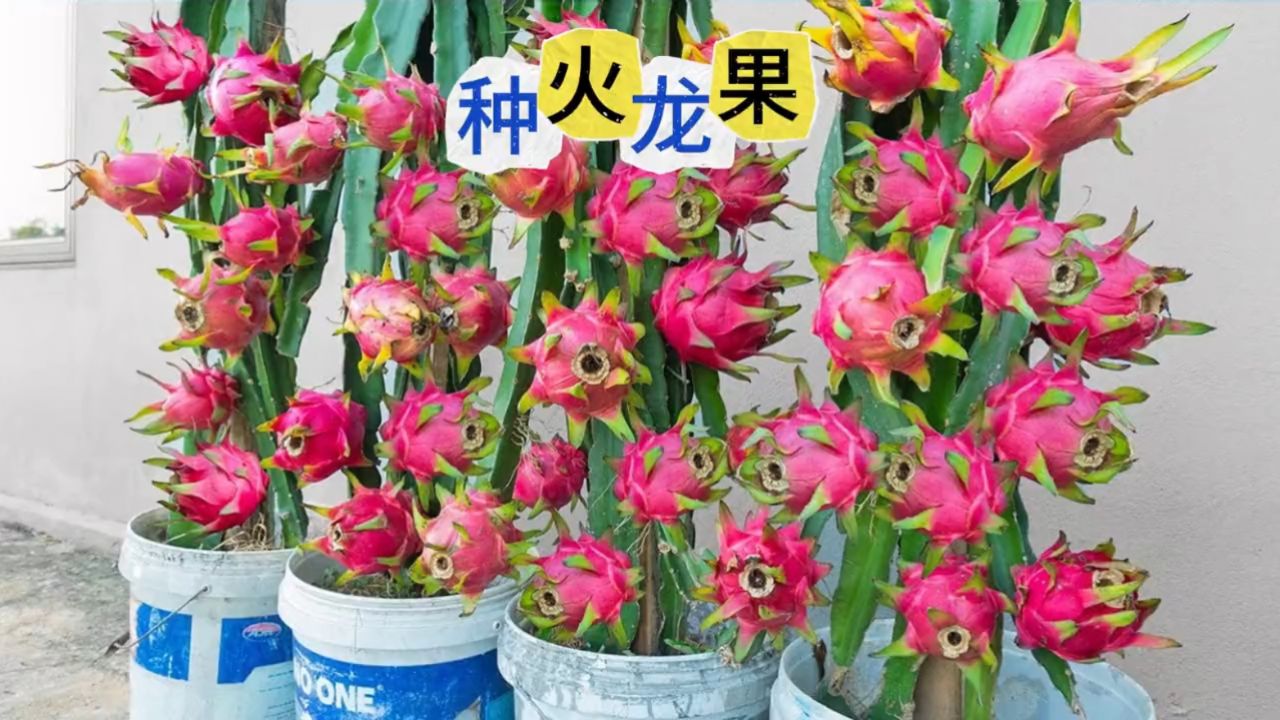 盆栽火龙果怎么种植,在自家阳台实现火龙果自由