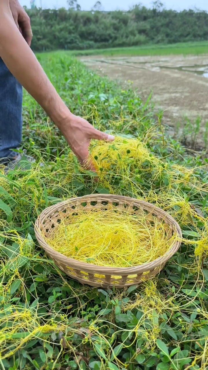 无根藤的功能主治用法图片