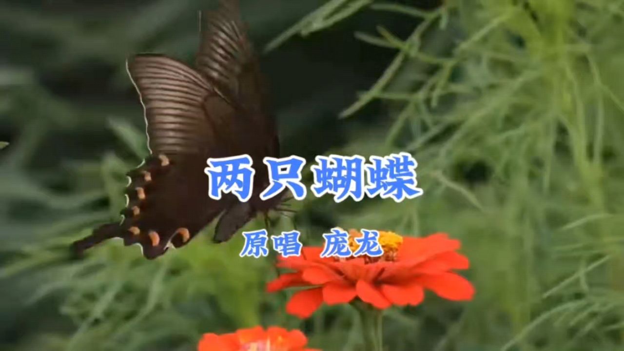 蝴蝶歌曲(蝴蝶歌曲表达了什么意思)