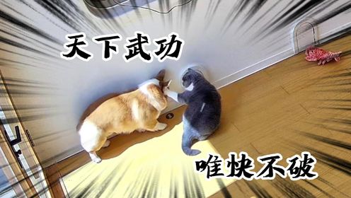 建议想猫狗一起养的先看看这个视频