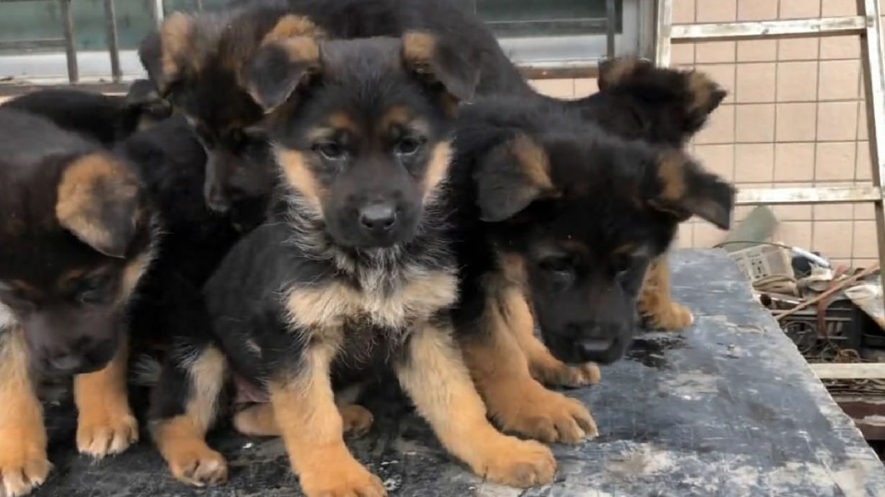 红狮牧羊犬和德牧杂交图片