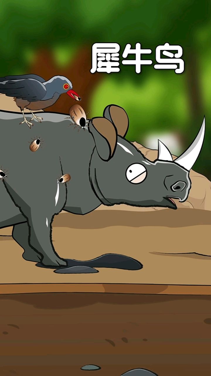 你知道犀牛和犀牛鸟是共生的吗?
