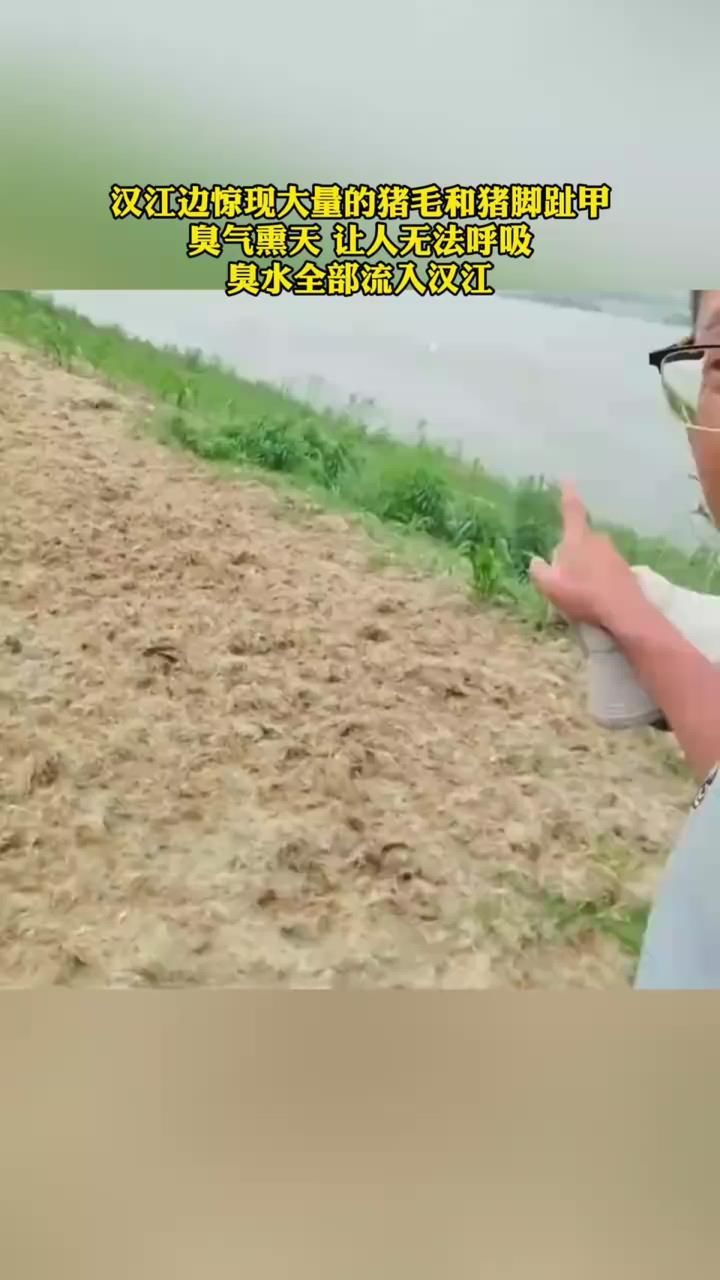 汉江边惊现大量的猪毛和猪脚趾甲臭气熏天让人无法呼吸臭水全部流入汉江_高清